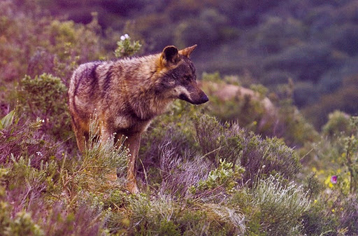 Denuncian el lanzamiento de cohetes para evitar la caza de ejemplares de lobos